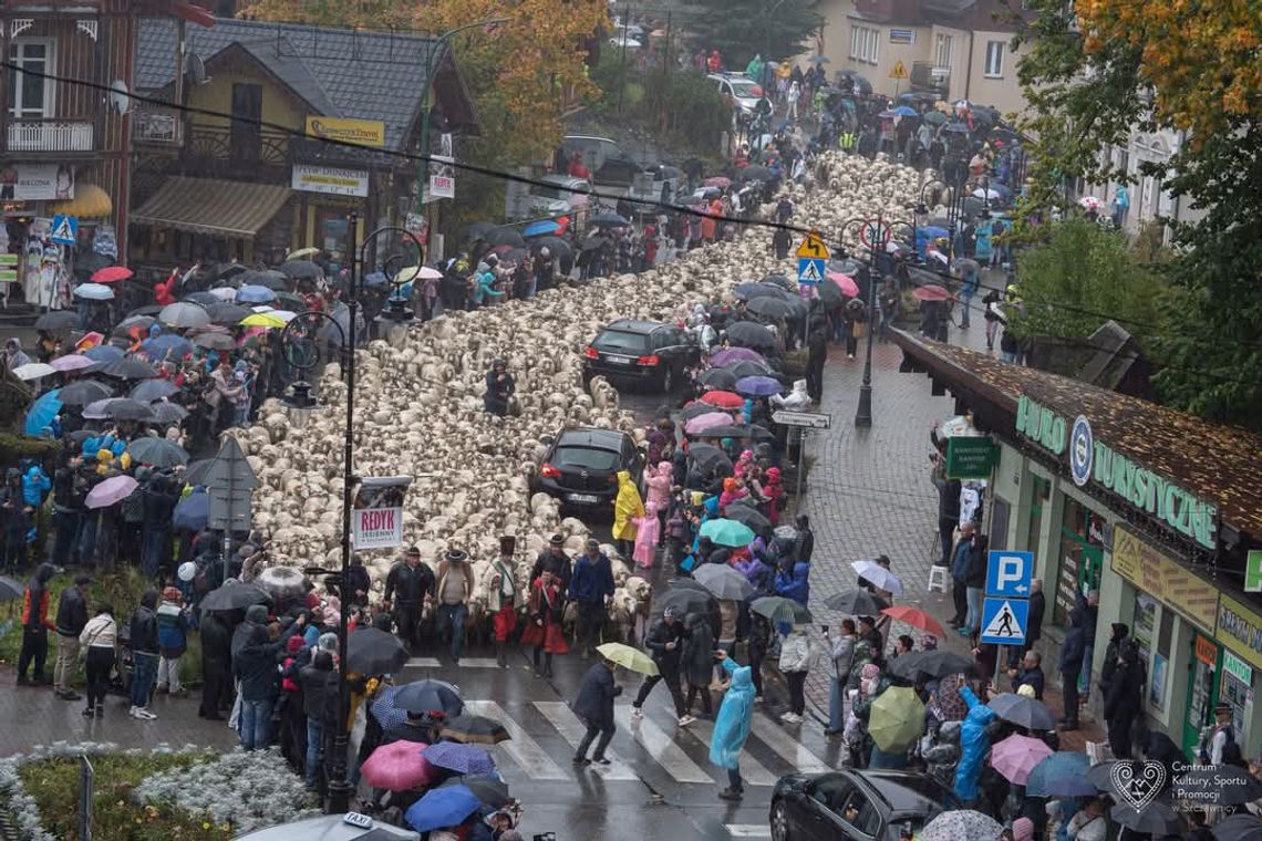 Redyk Jesienny w Szczawnicy, baca Józef Klonowski, baca Andrzej Majewski, redyk, owce, podróż, Beskid Niski, Nowy Targ