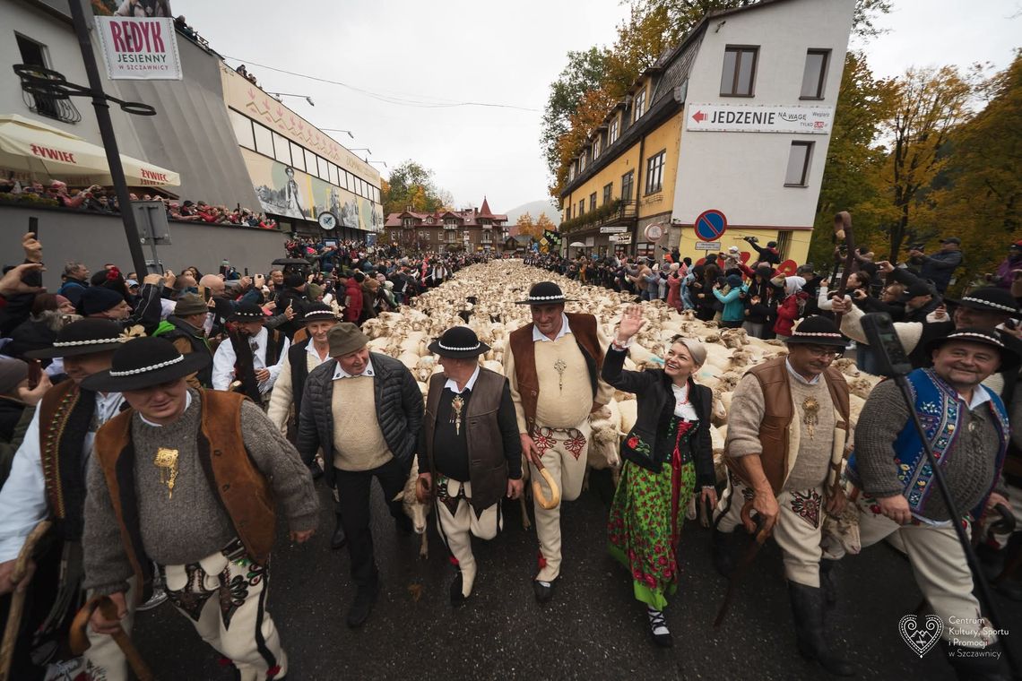 Redyk Jesienny w Szczawnicy, baca Józef Klonowski, baca Andrzej Majewski, redyk, owce, podróż, Beskid Niski, Nowy Targ