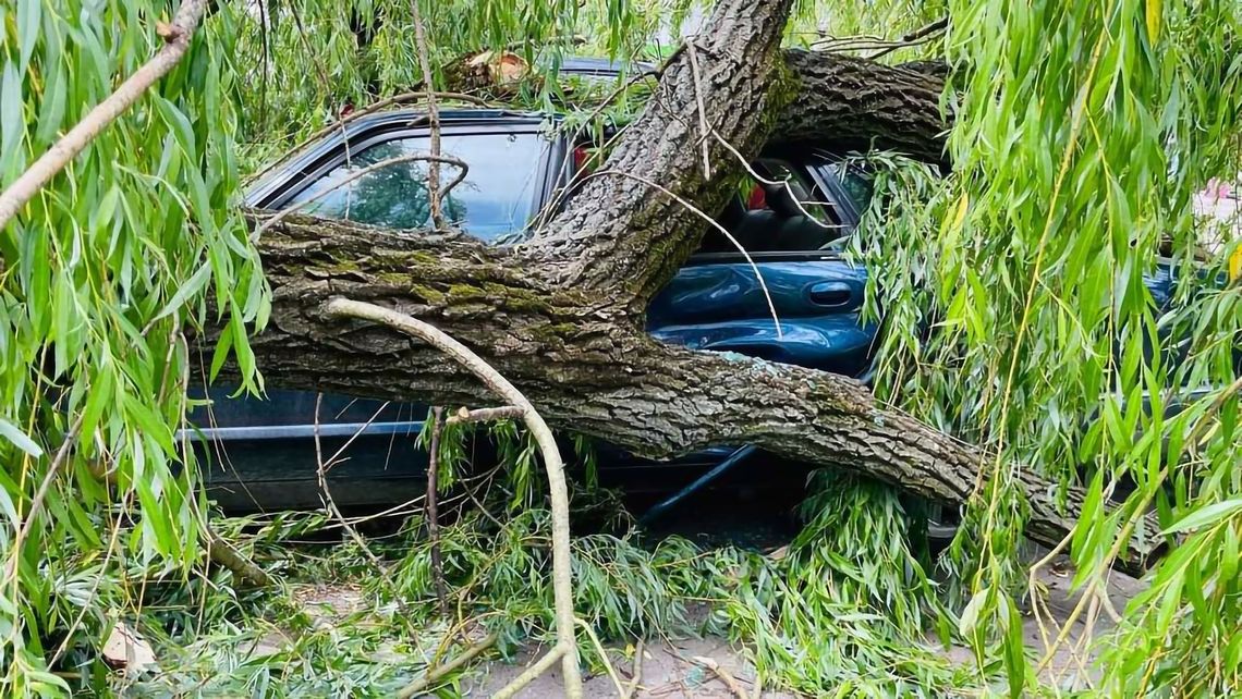 Na zdjęciu połamane drzewa i zniszczone samochody na Placu na Stawach w Krakowie