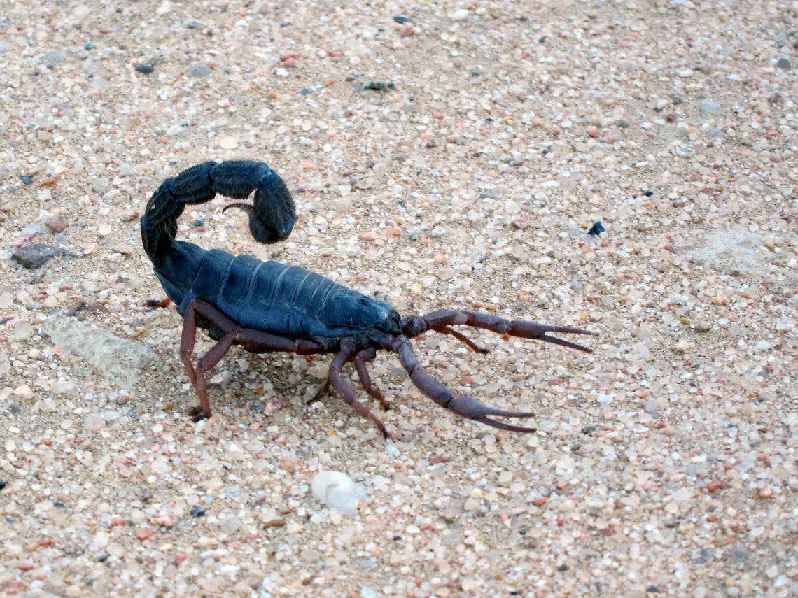 Skorpion