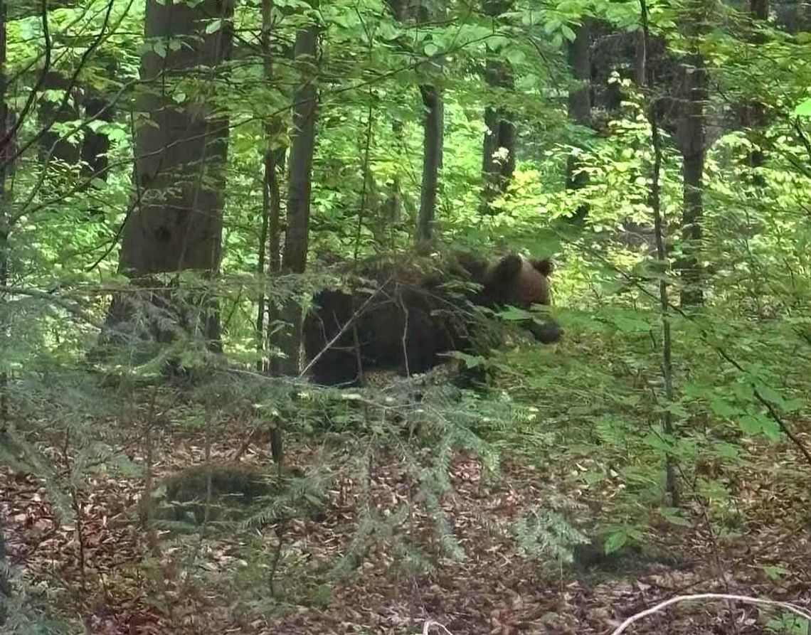 niedźwiedź Podhale, niedźwiedź Raba Wyżna, niedźwiedź Harkabuz, poseł Siarka niedźwiedź