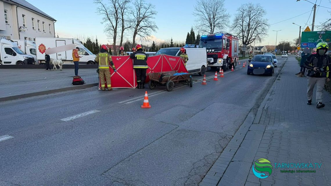 Tarnów, zaprzęg z kucykami, akcja służb, uśpienie kucyka, wypadek drogowy, zaprzęg konny