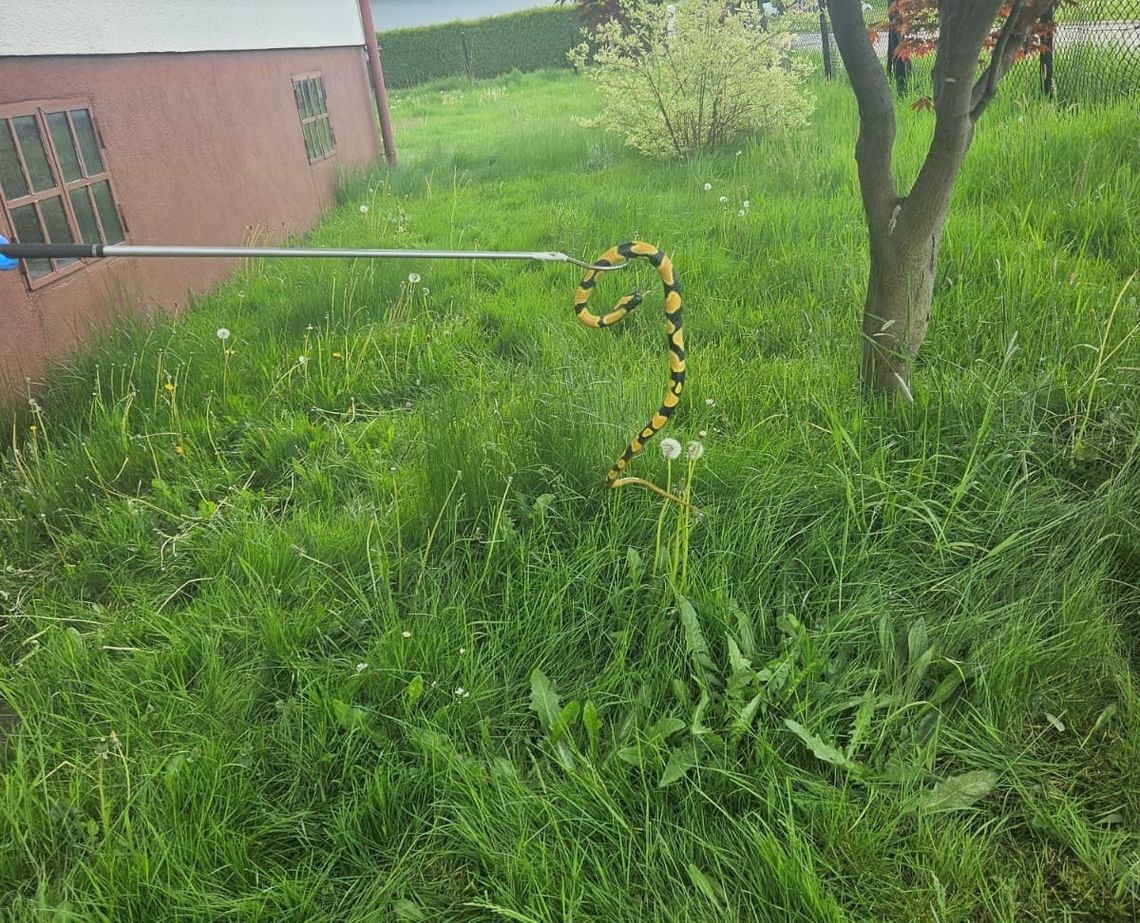Na zdjęciu gumowy wąż, który wisiał na drzewie w Rajsku