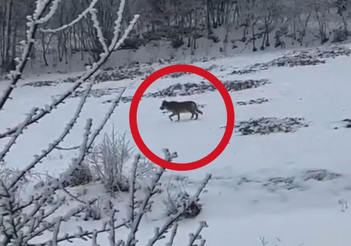 wilk, Trzebunia, gmina Pcim, powiat myślenicki, wilk w pobliżu domów, nagranie wilka