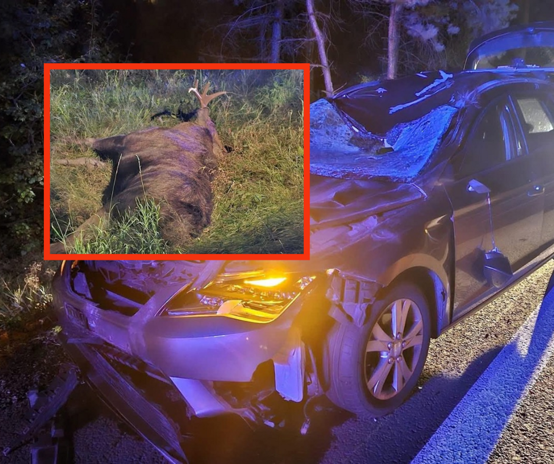 wypadek w Bolesławiu, powiat olkuski, zdarzenie samochodu osobowego z łosiem, łoś, dzika zwierzyna, Bolesław