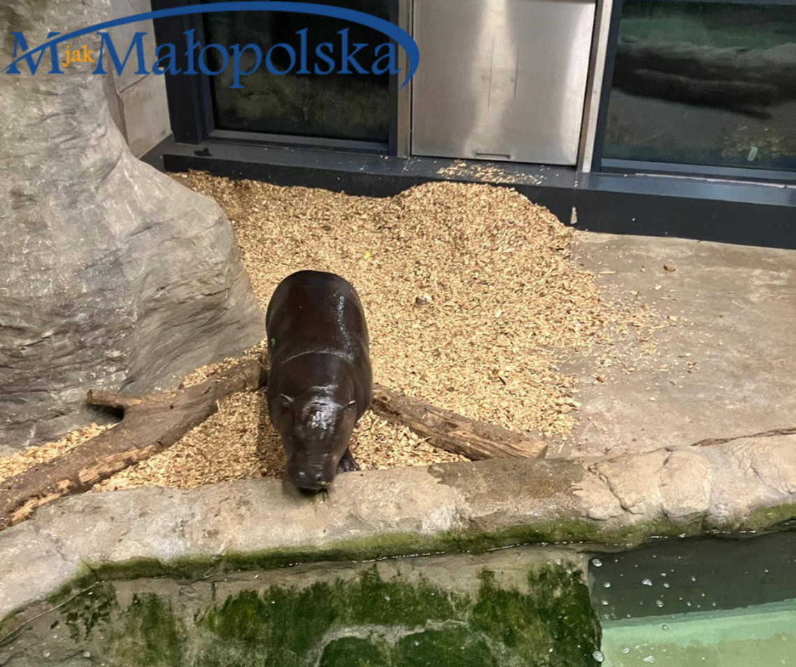 Zilo - hipopotamek karłowaty