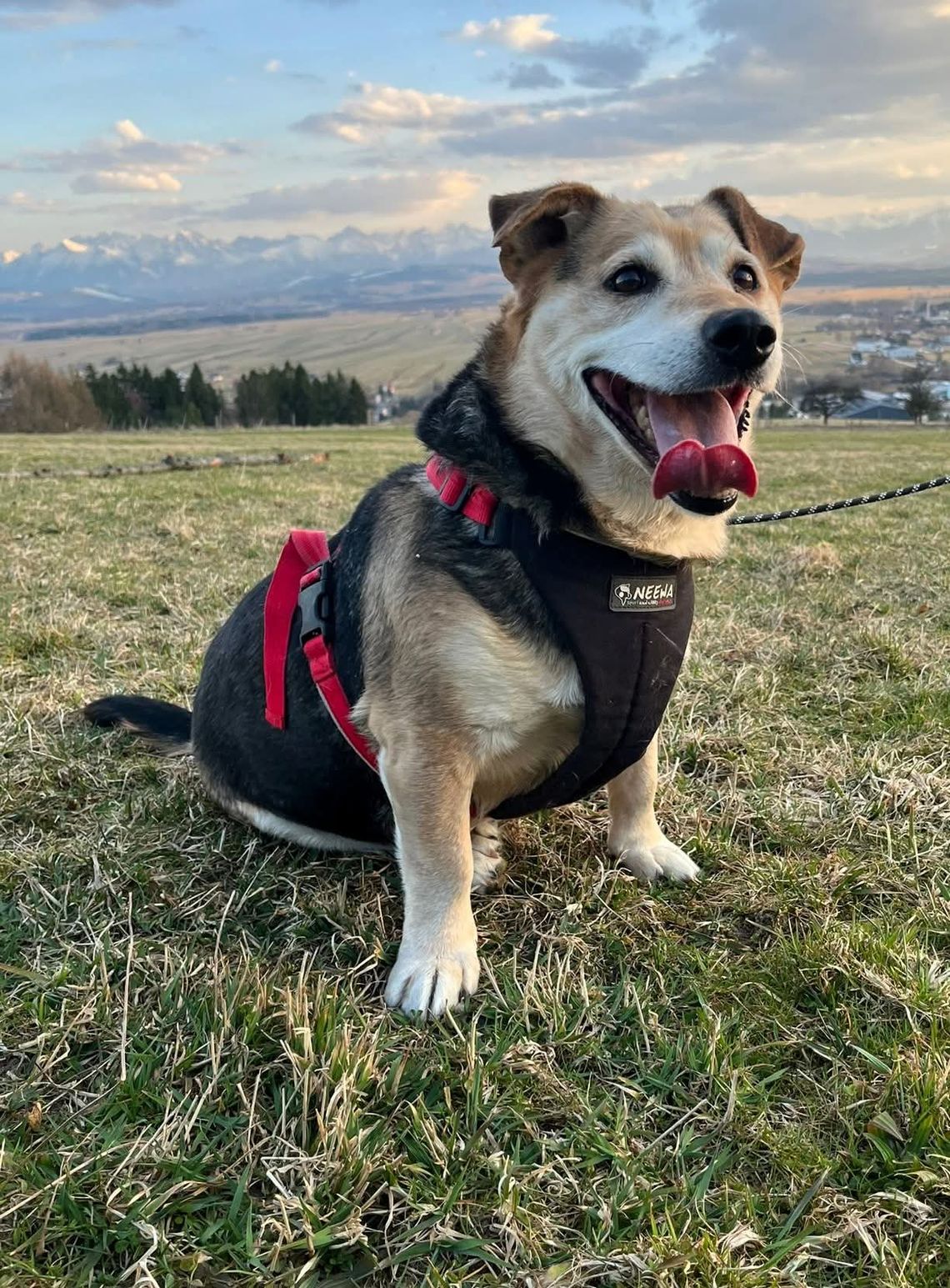 Znamy wyniki kontroli w nowotarskim schronisku. Ważne oświadczenie po fali oskarżeń!