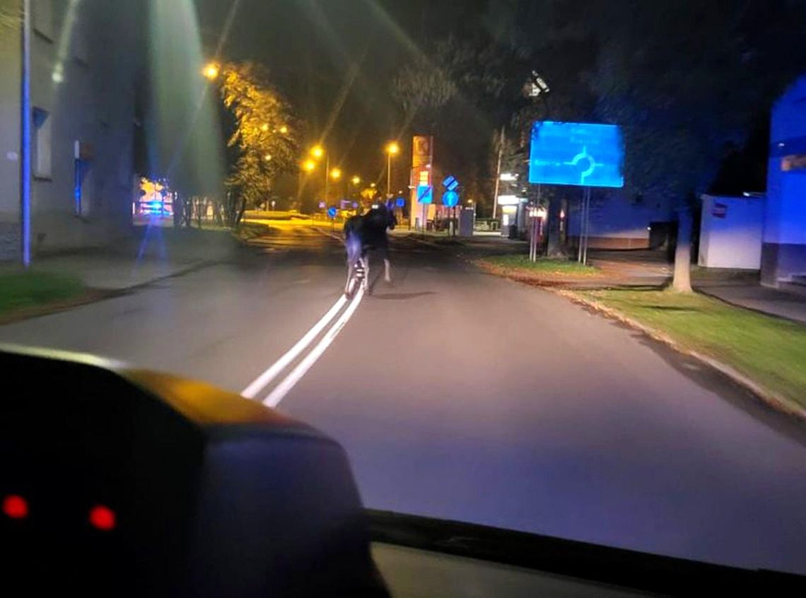 Tarnów, ulica Mickiewicza, łoś spacerował na ulicy w Tarnowie, łoś w Tarnowie, nietypowy spacerowicz w Tarnowie