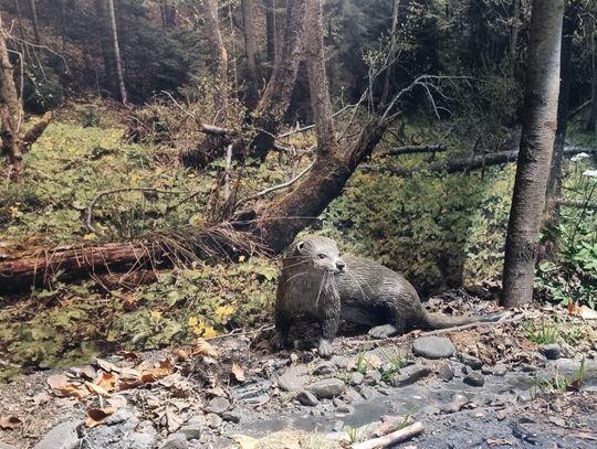 Poręba Wielka Poręba Wielka