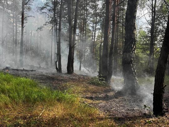 Pożar w Bolesławiu. Ogień objął około 20 arów poszycia leśnego